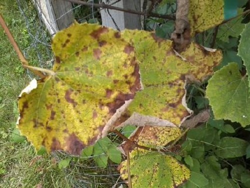 Disease Grape Vine Leaves