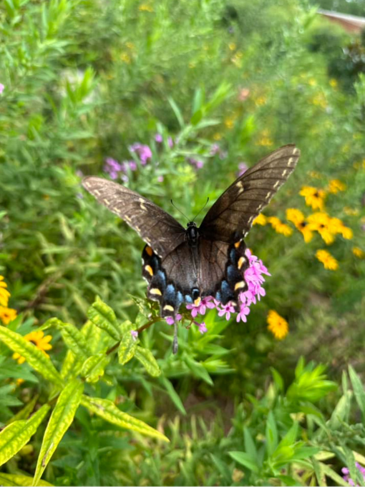Love Your Garden
