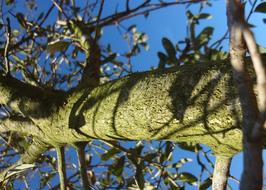 Dried lichen moss- Greenish dried tree lichen- decoration craft