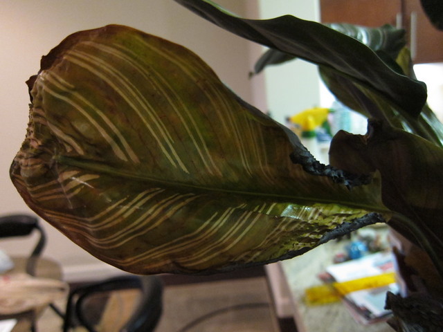 Calathea Ornata Leaves are Withering | Houzz Forum