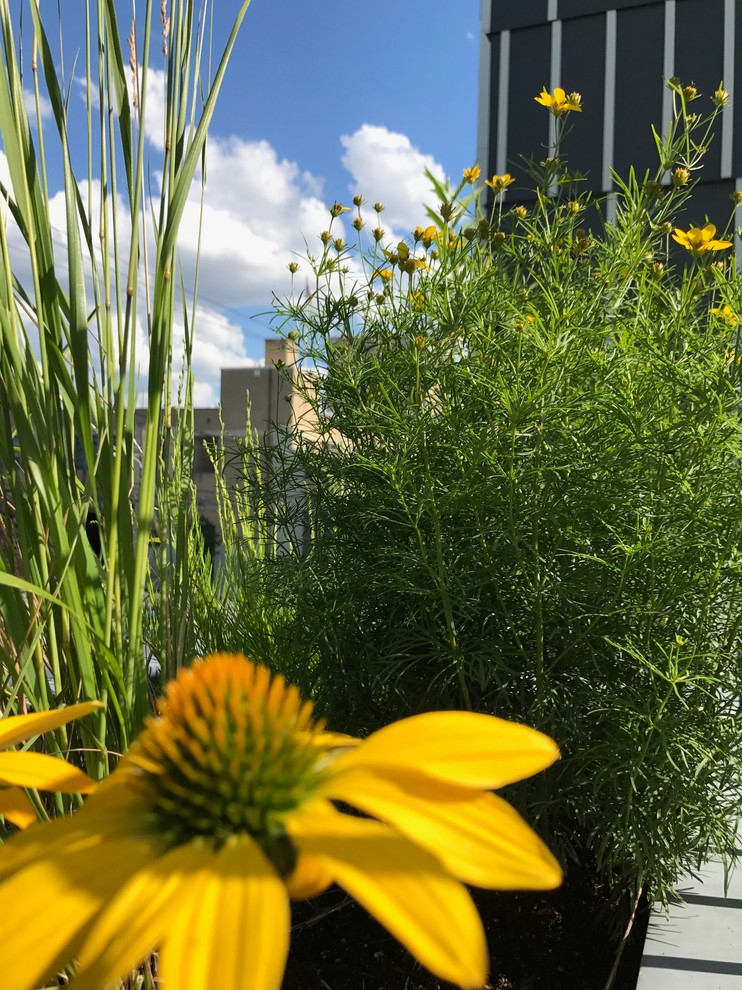 Paseo Verde Green Roof