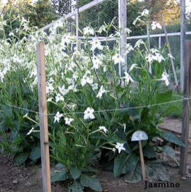 Jasmine Tobacco