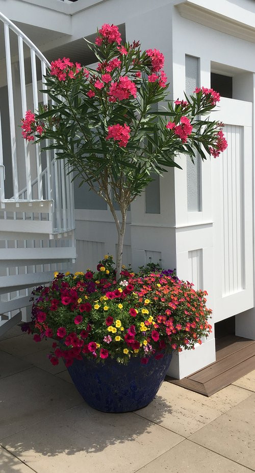 Potted Gardens