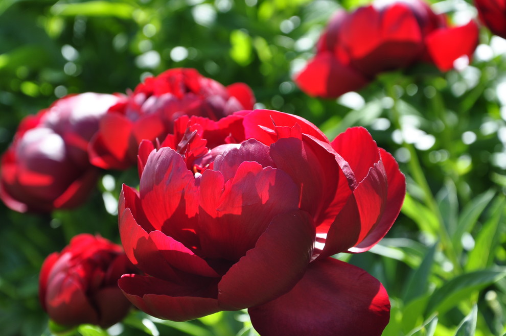 кп "Мелоди" - Уход за садом - 100% качество