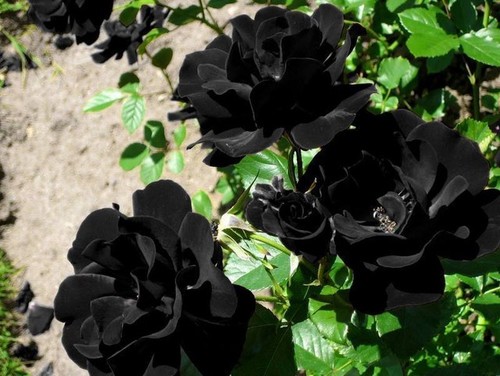 Know Took It When She Visited The Area If These Pics Some Of Them May Be Manipulated Why Would They Name This Rose And You Could Find References All
