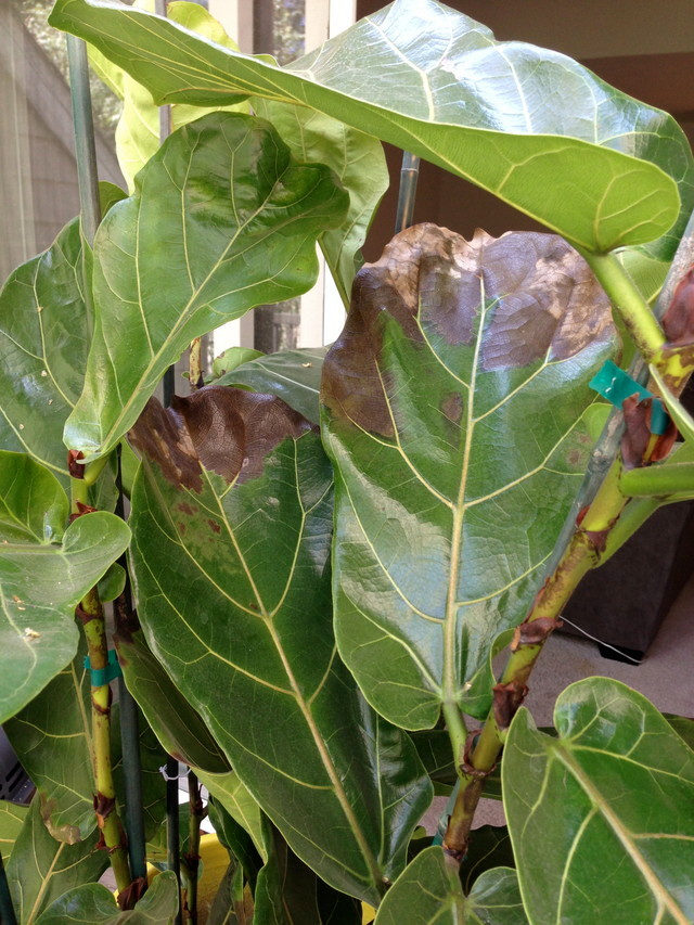 Fiddle Leaf Fig Ficus Fungus or Root Rot signs???