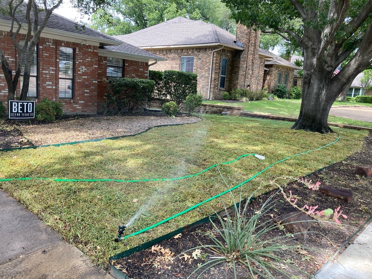 Front Lawn Sod