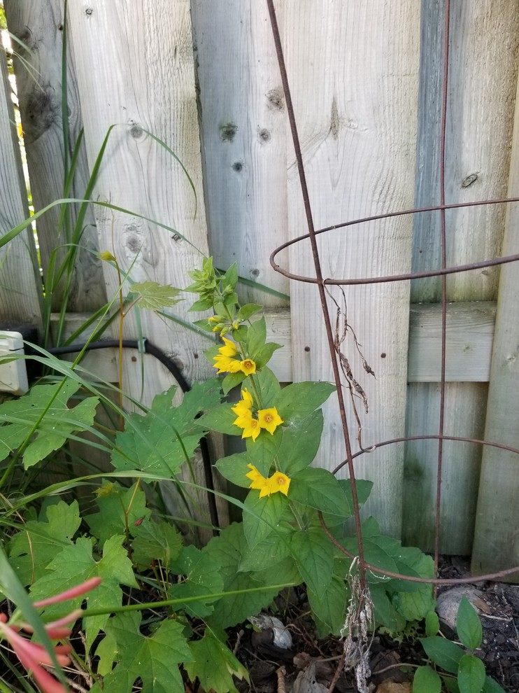 Yellow flowered "weed"