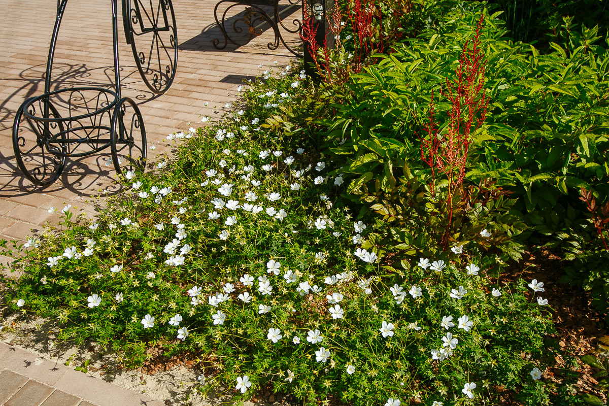 Времена года в саду "Красный октябрь"