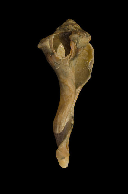 "States of Erosion Image 3 Whelk Shell" Nature Photo Unframed Wall Art Print, 16