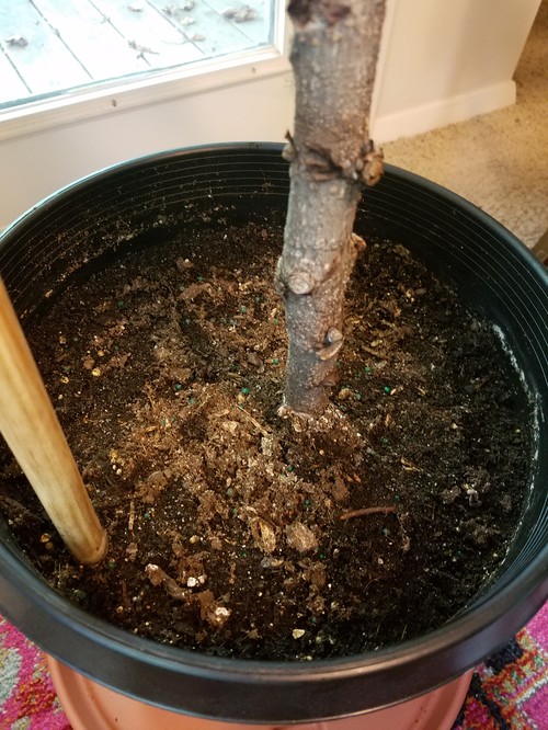 Fiddle Leaf Fig Root rot? How to Fix?