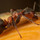 Pest FX Pest Control in Sandusky