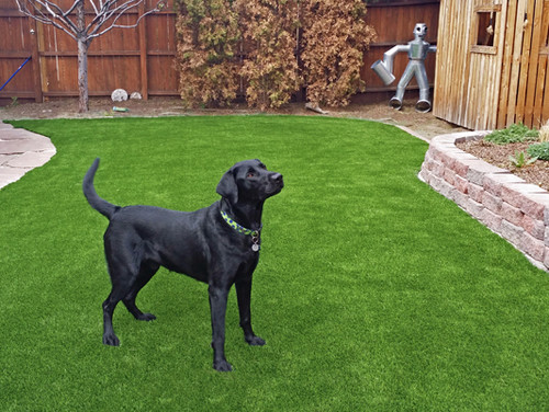 Dog Potty Area Guide Tips And Ideas, Best Backyard Ground Cover For Dogs