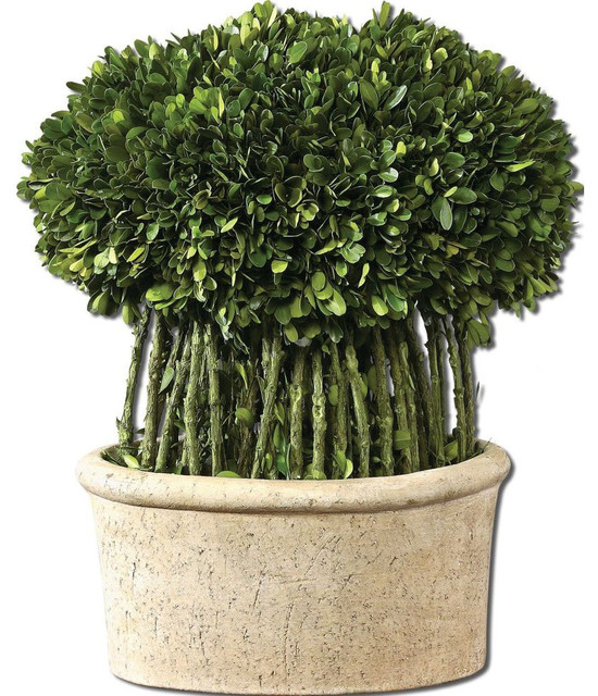 Willow Topiary Preserved Boxwood