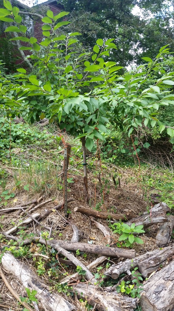 Is this otherwise healthy cherry tree a goner?