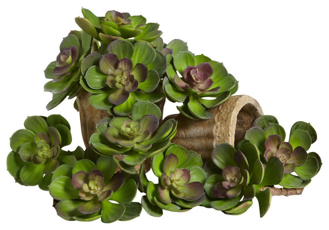 5" Echeveria Succulent Plant, Set of 12