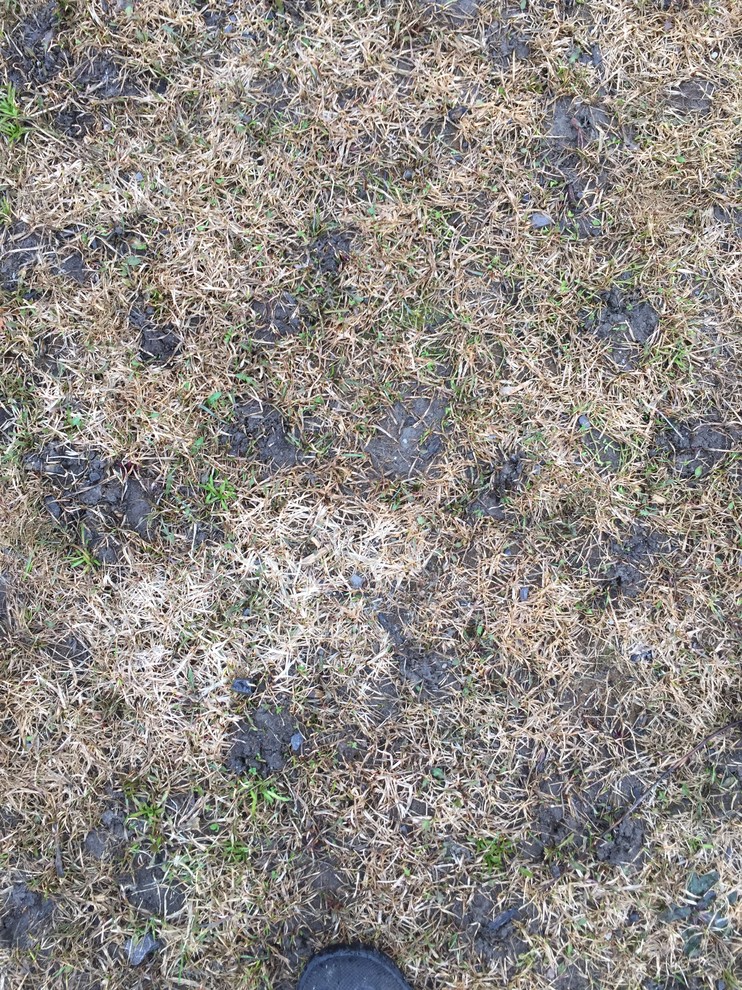 What is causing these dirt mounds?