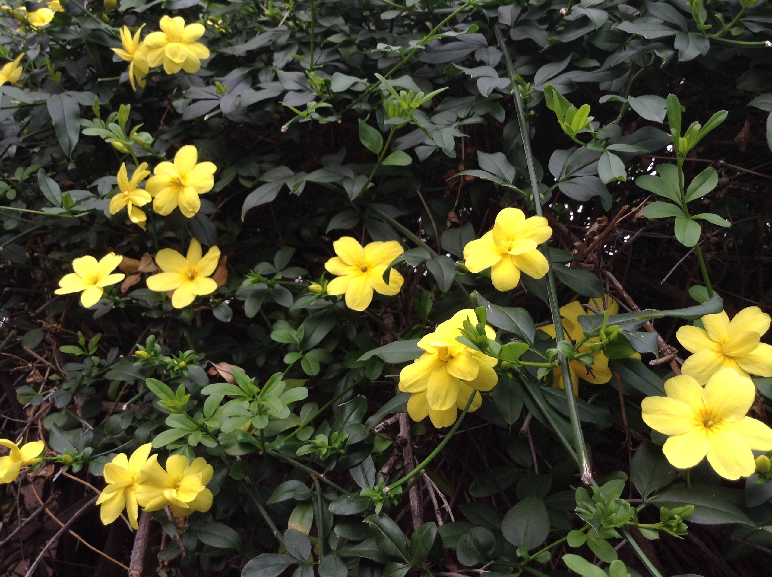 10 Flowering Vines for Southwestern Gardens, image size:2560x1912