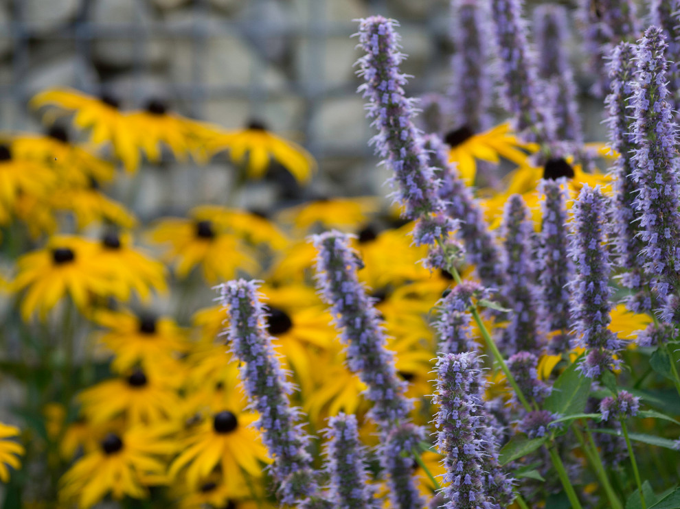Native plants