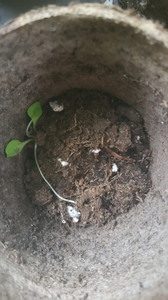 What to do with these tiny white grubs/worms in my indoor pots?