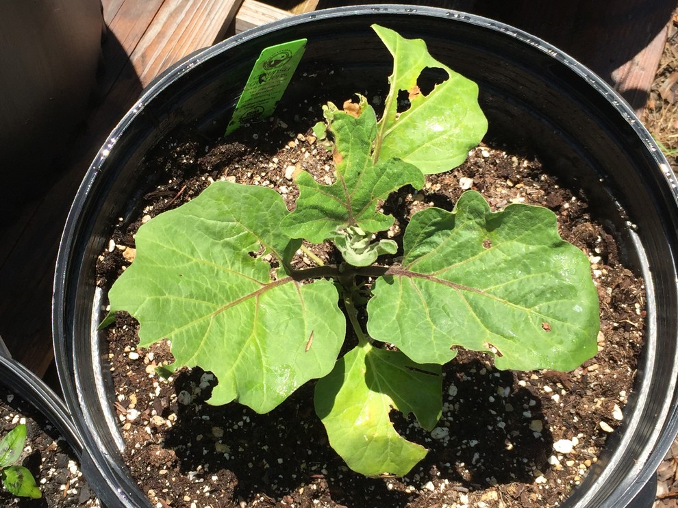 What's eating my eggplant?