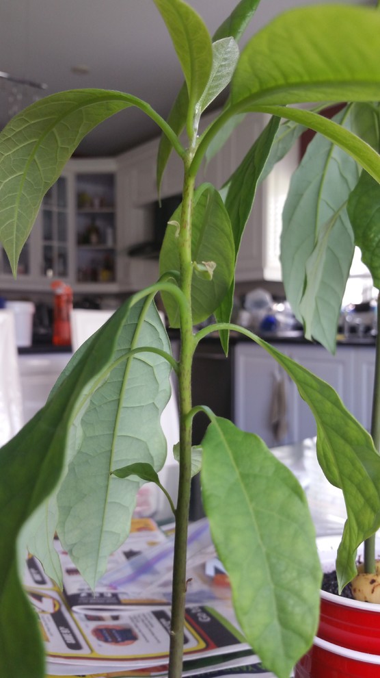 ficus potted plant Benjamina Ficus Tree for Sale