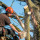 Cisneros's Tree Cutting & Stump Grinding