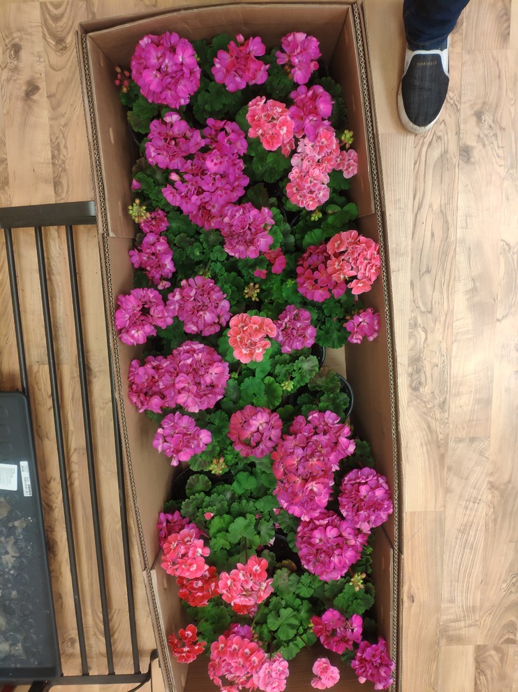 Вертикальный сад фитостена