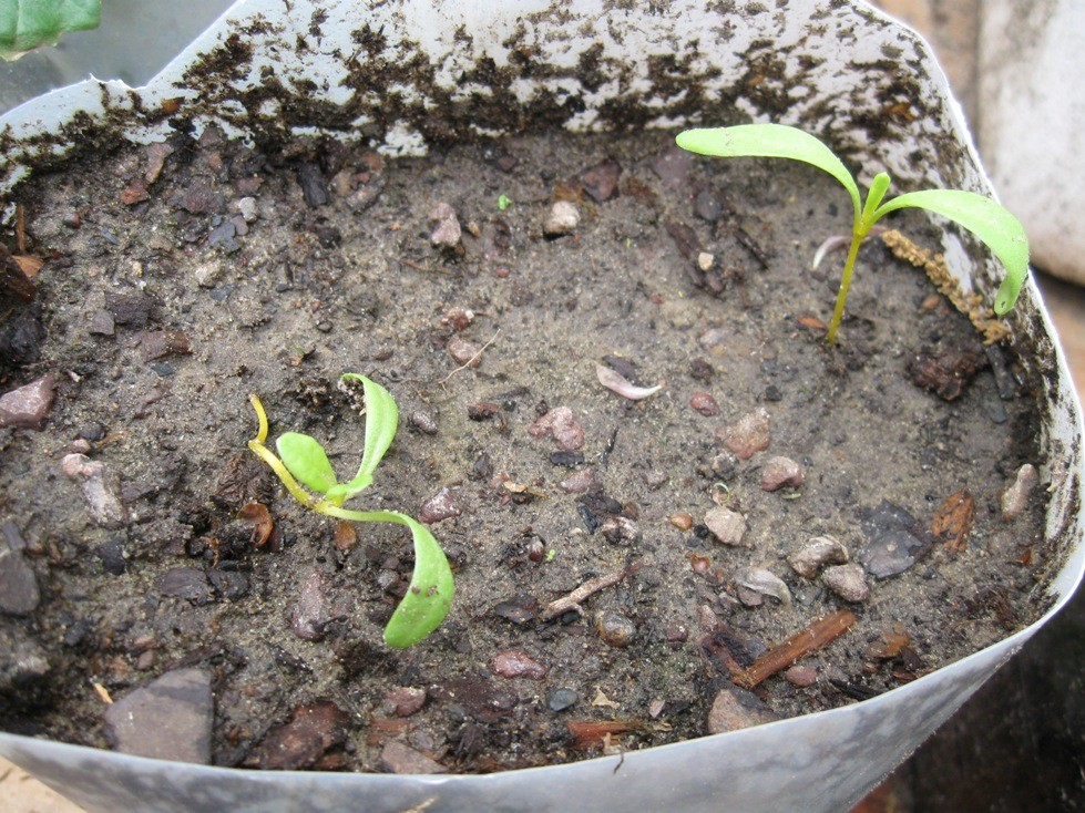 Why are my plants dying?