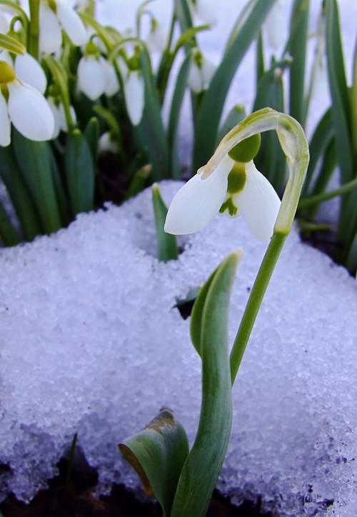 Winter Landscaping