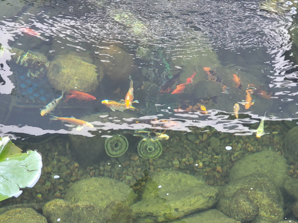 Custom✨ Koi Pond