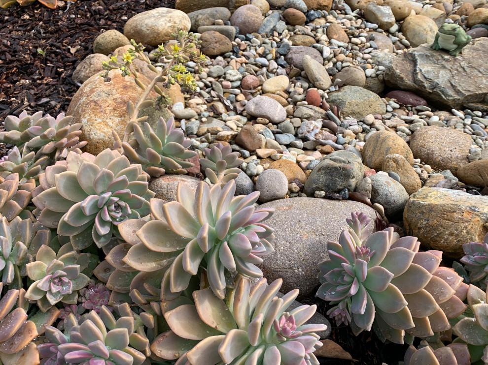This is an example of a mid-sized transitional front yard full sun xeriscape for summer in San Diego with with rock feature and river rock.