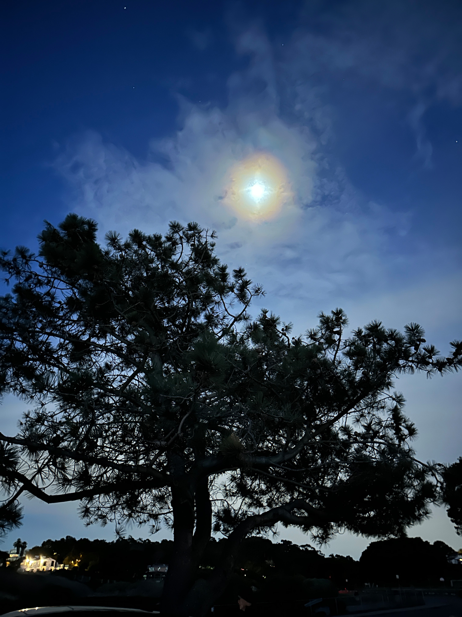 moon over pine tree