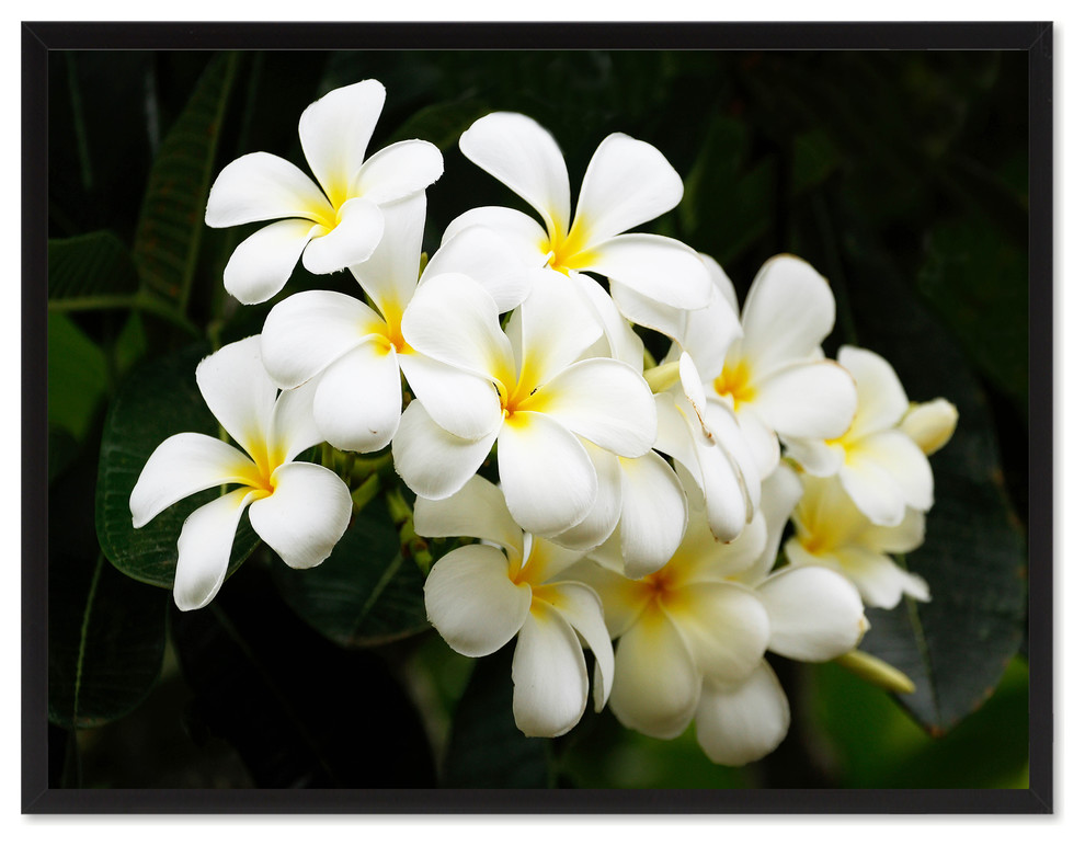 White Plumeria Flower Print on Canvas with Picture Frame, 22"x29"