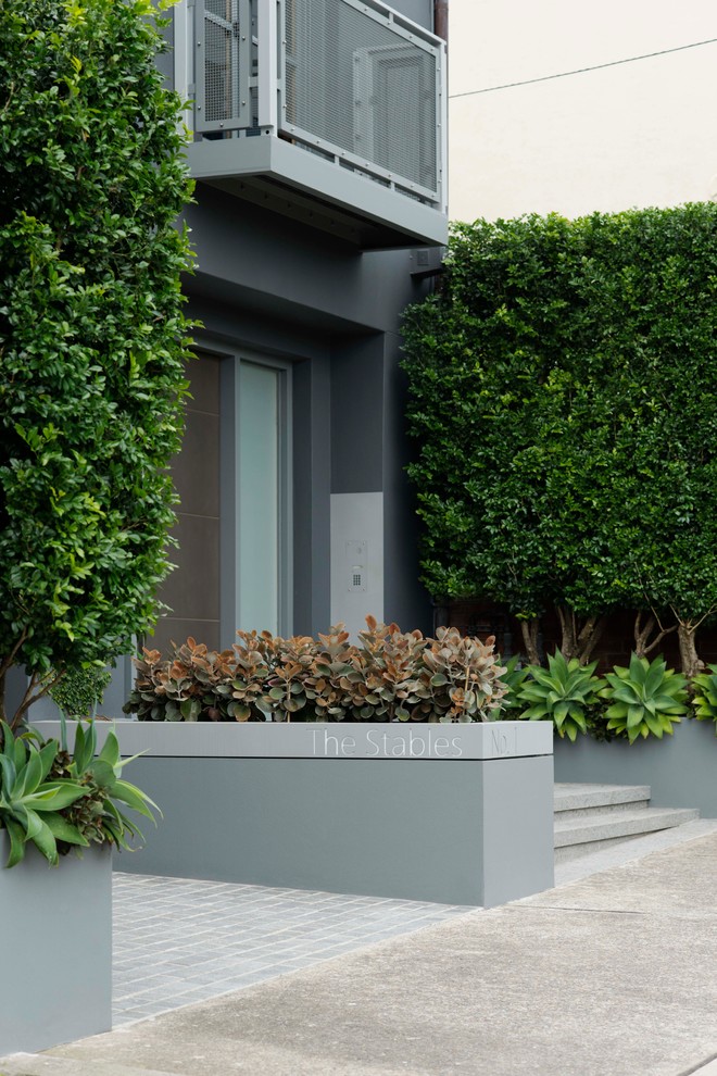 Photo of a small industrial front yard shaded garden in Sydney with a container garden and concrete pavers.