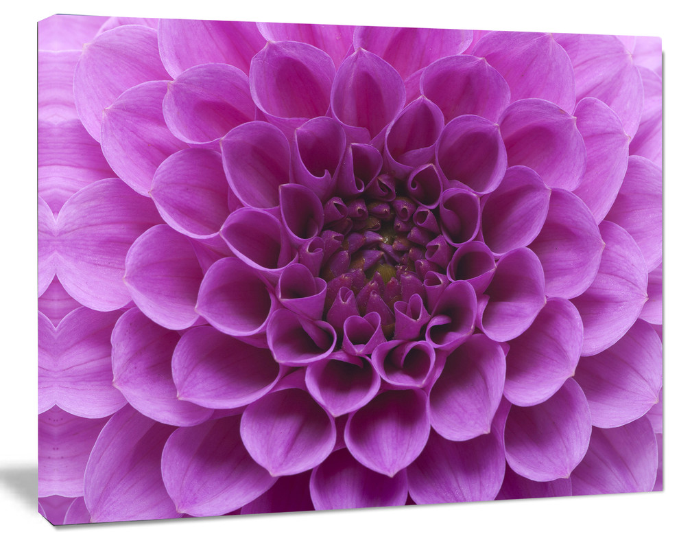 Large Light Purple Flower and Petals, Floral Canvas Art Print, 60"x28"