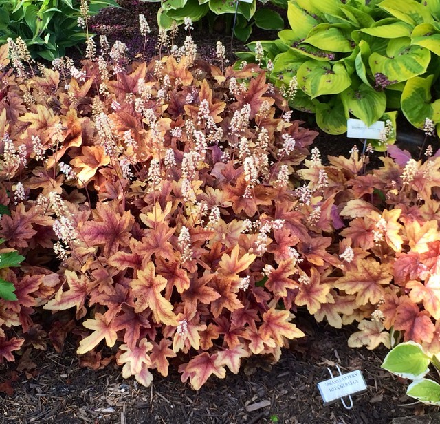 Trip to Sebright Hosta Gardens