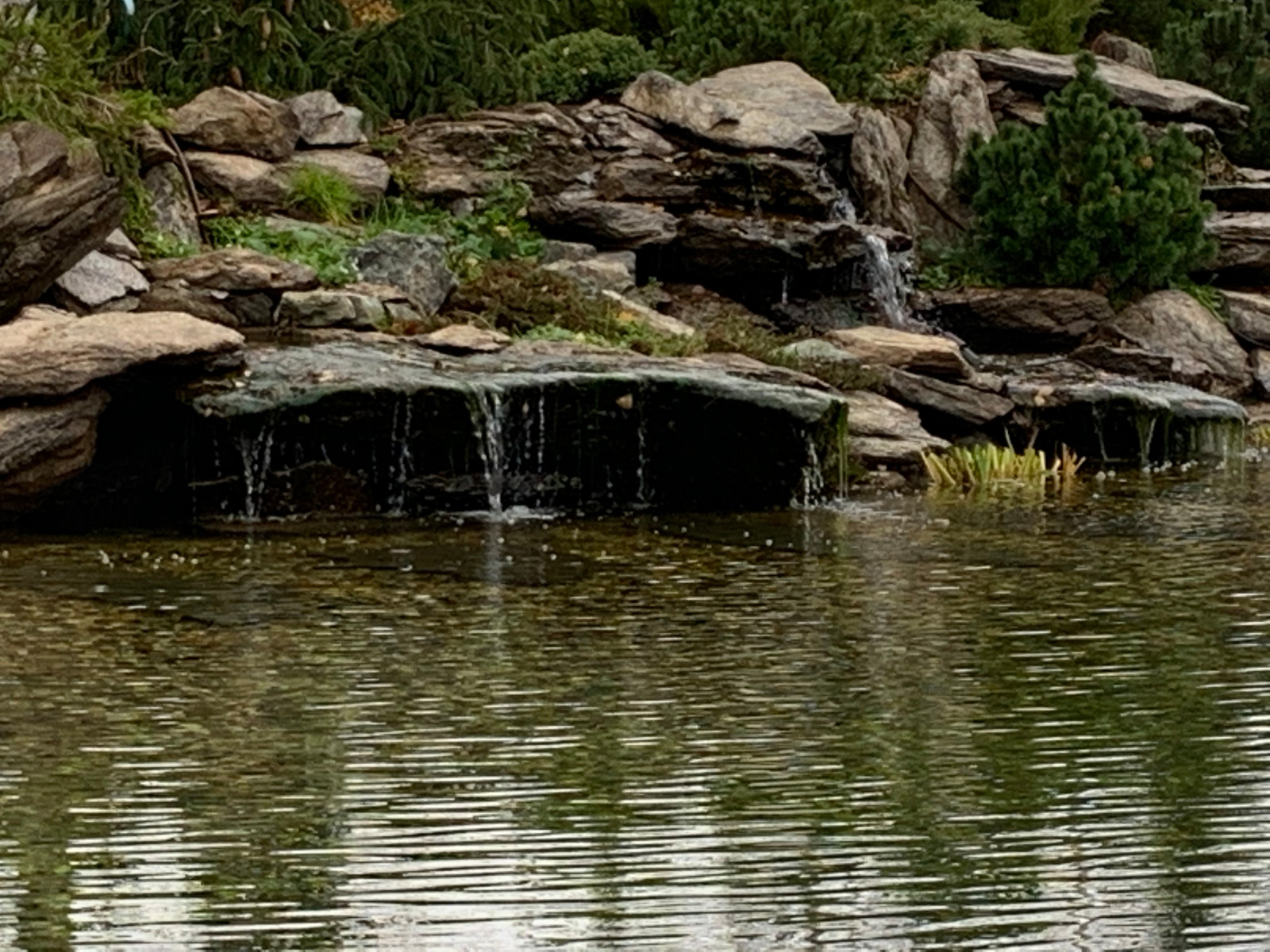 Проект сада с водоемом