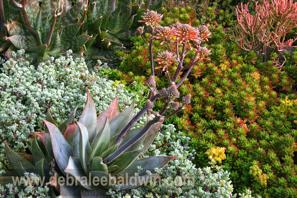 Design ideas for an eclectic garden in San Diego.