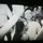 steven_duong