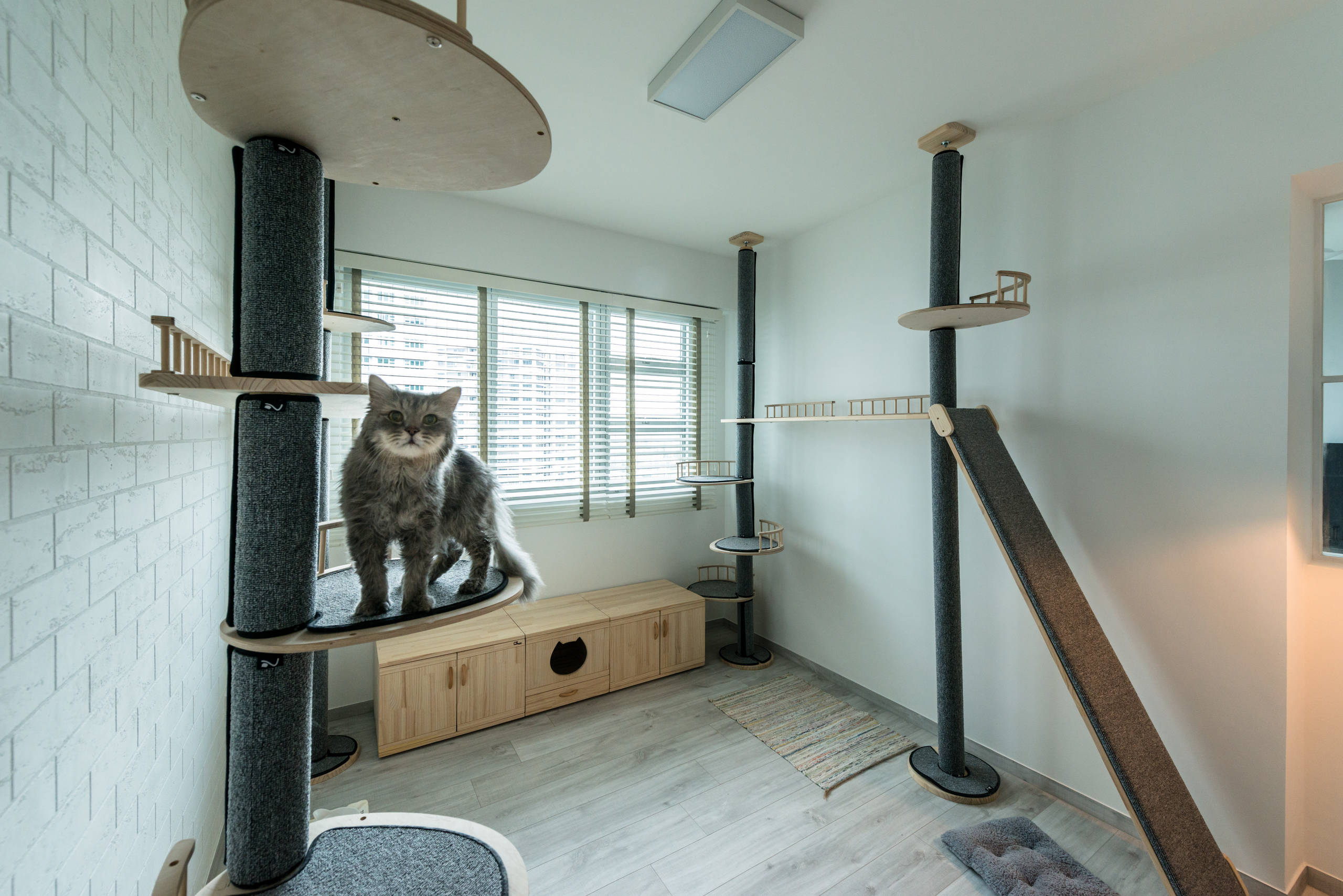Что можно сделать для кошки: 8 мест для кошки в квартире – дерево, домик,  лазы | Houzz Россия