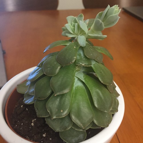 Succulents Look Weak And Facing Down | succulents look weak and facing down Succulents Look Weak And Facing Down | succulents look weak and facing down