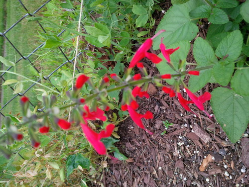Volunteer Small Plant W Red Flowers