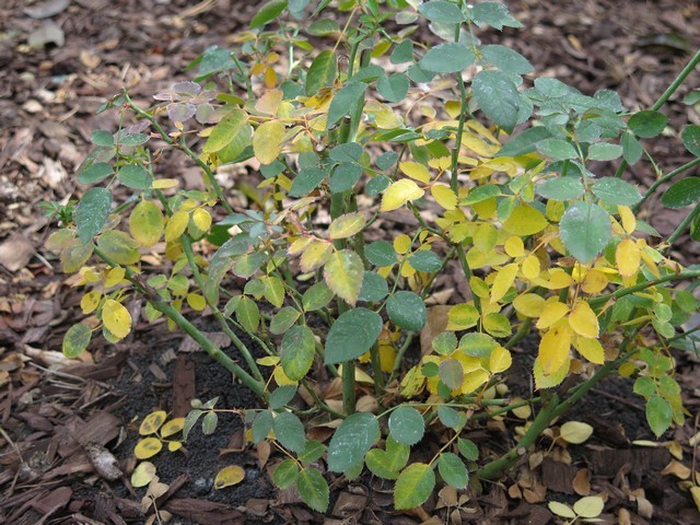 Yellow leaves on several/most of my roses | Houzz Forum