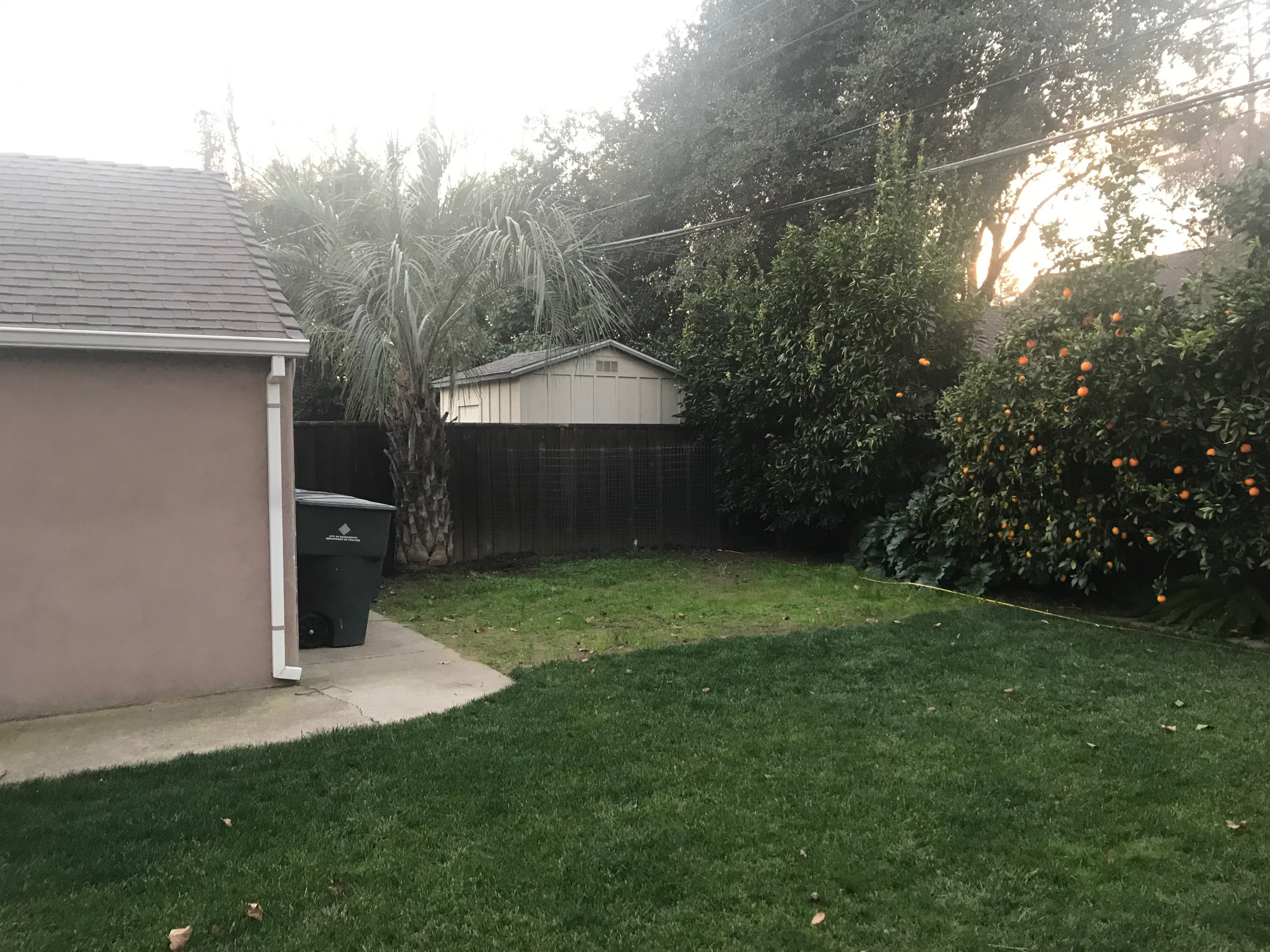 Before: Overgrown Plantings with No Cohesion
