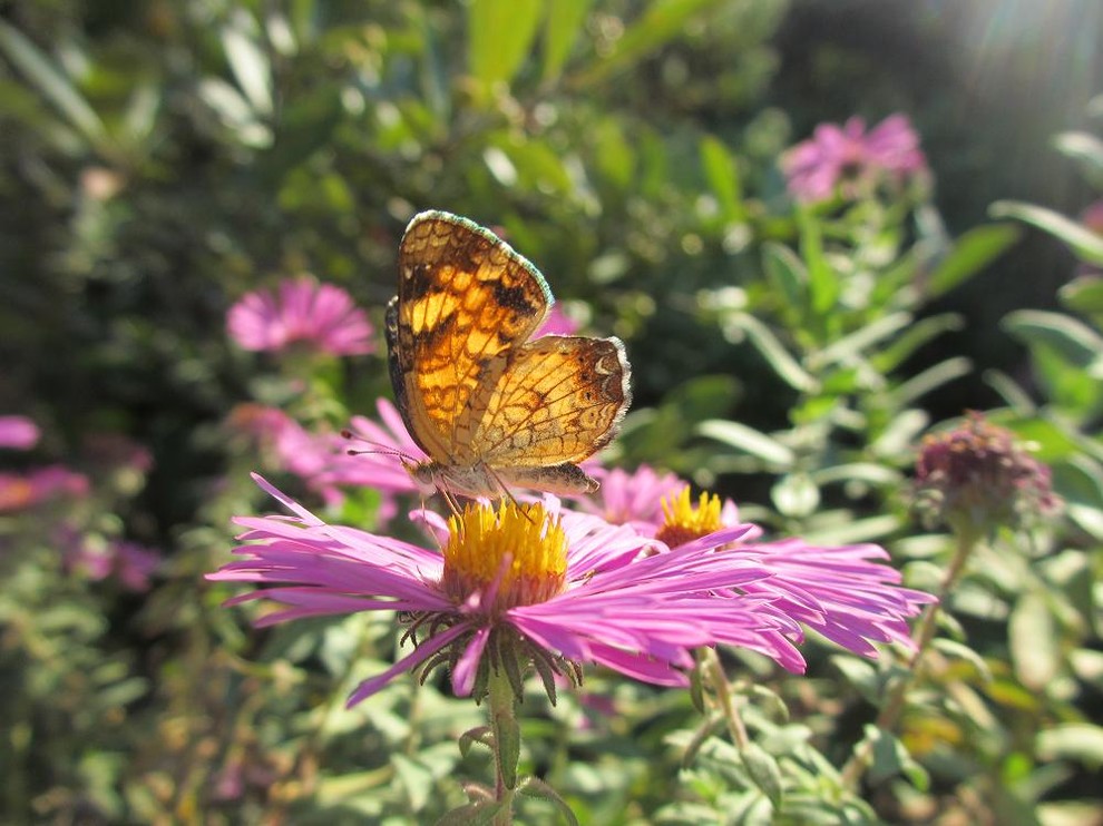 Native Gardens Outgrow Their 'Messy' Reputation