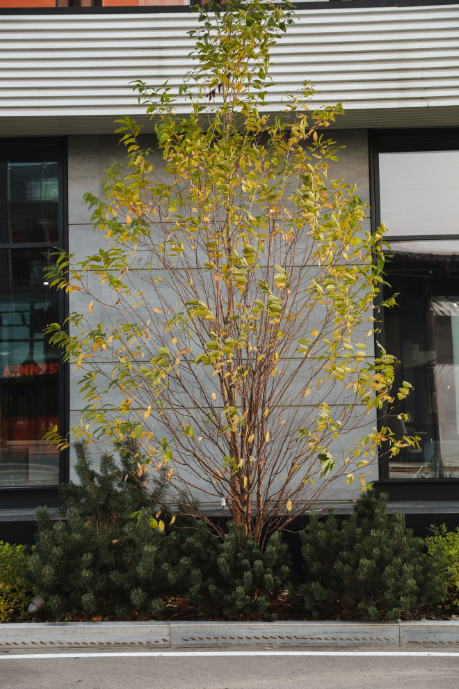 Оформление территории у офисного здания