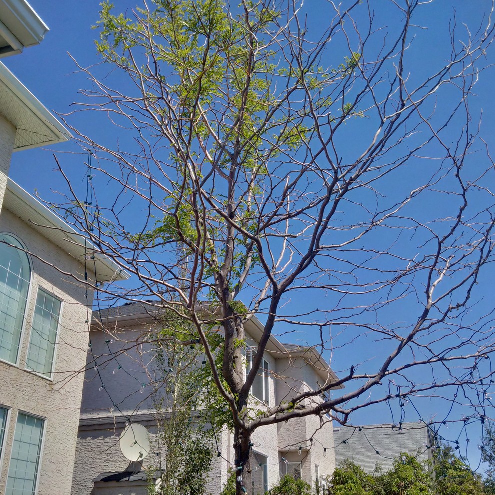 10 year old honey locust is dying