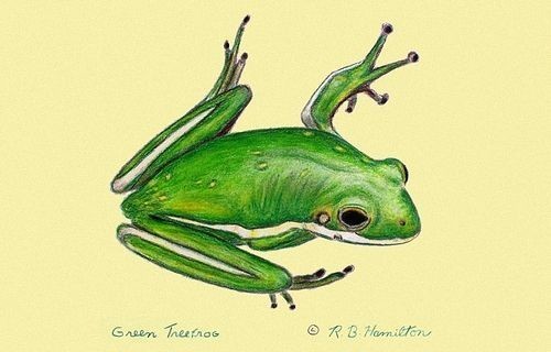 Betsy Drake Green Tree Frog 30 Inch By 50 Inch Comfort Floor Mat