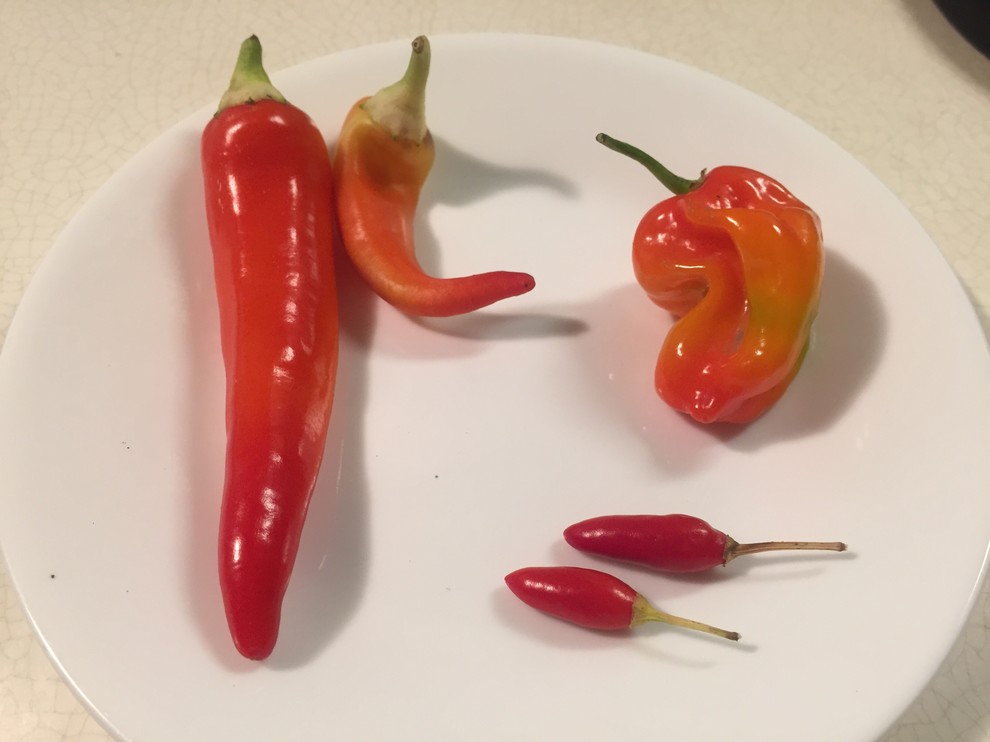 pepper fruits from cross pollination